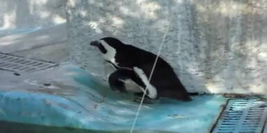 Pinguin macht sich zum Affen