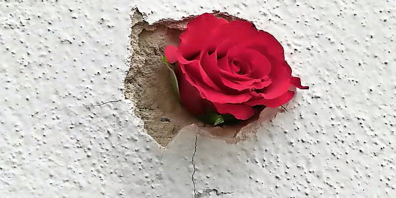 Wien Terror Trauer Blumen Kranz