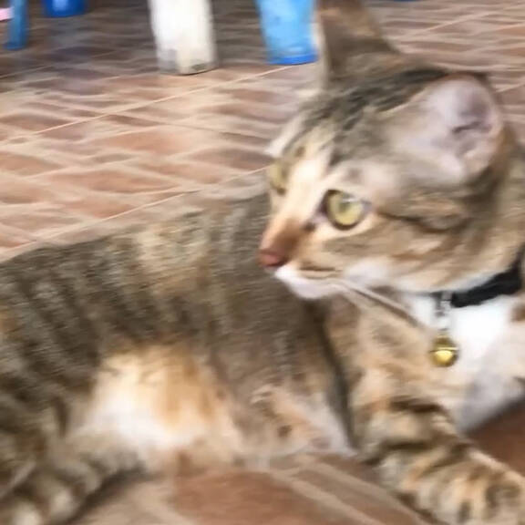 Wie glücklich sind Katzen in Einzelhaltung?