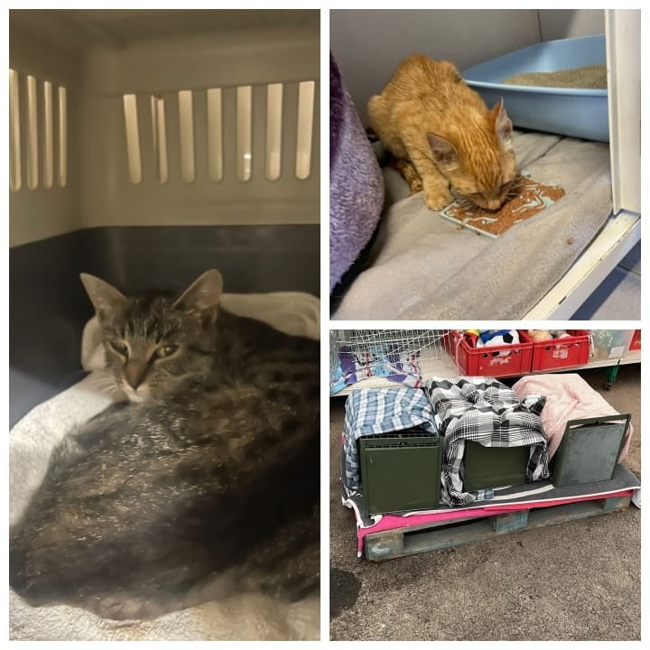 Tierheim Bruck: ''Das Boot ist voll, wir sind müde''