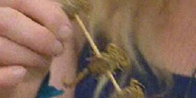 Queen Ingrid und die Känguruh-Hoden