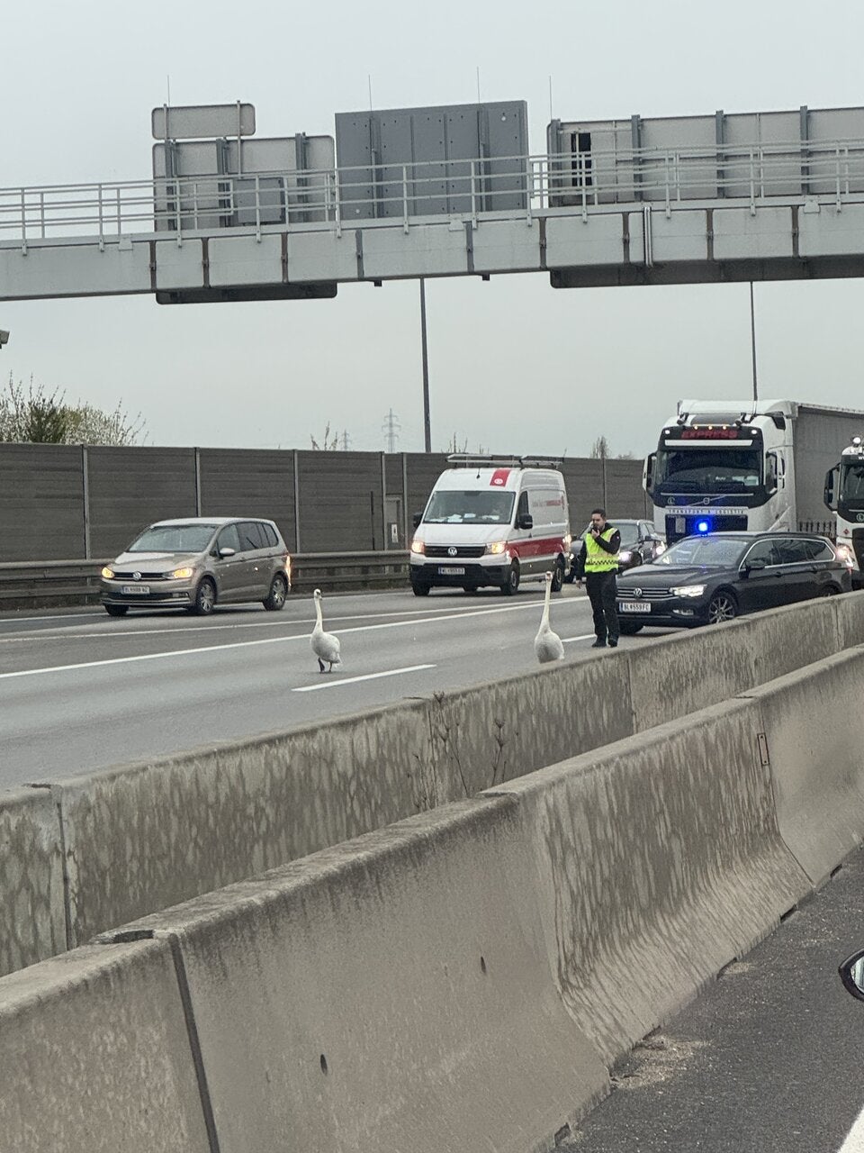 Schwäne auf S1 Polizei-Einsatz