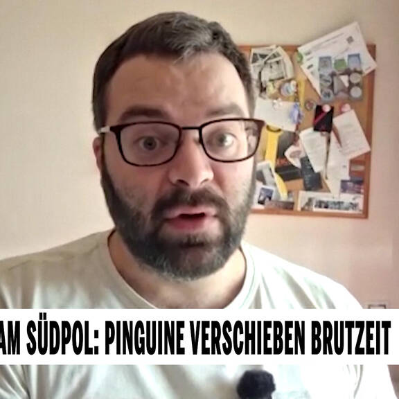Klimawandel am Südpol: Pinguine verschieben Brutzeit