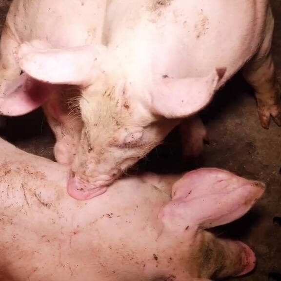 Schweinehaltung NEU: Wo ist die Verbesserung?