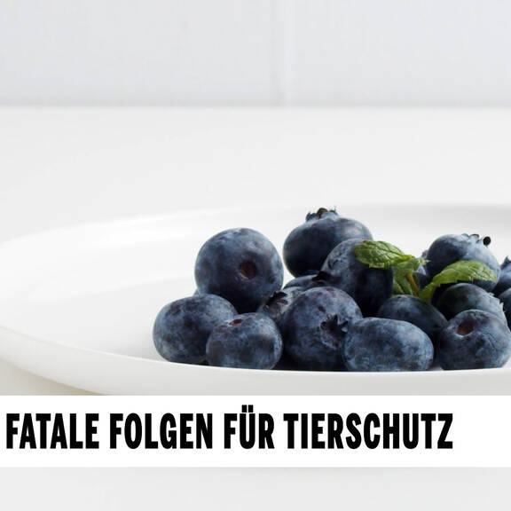 Mercosur: Fatale Folgen für Tierschuty