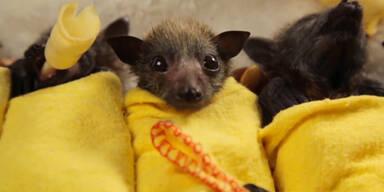 Süße Fledermaus-Burritos