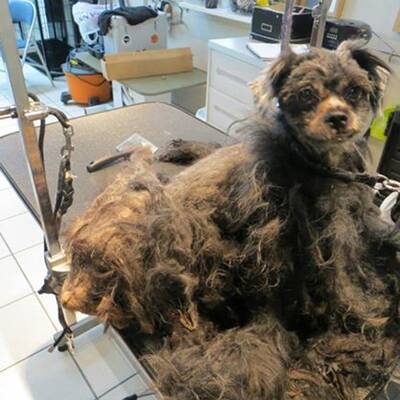 Tierschützer retten verwahrlosten Streuner