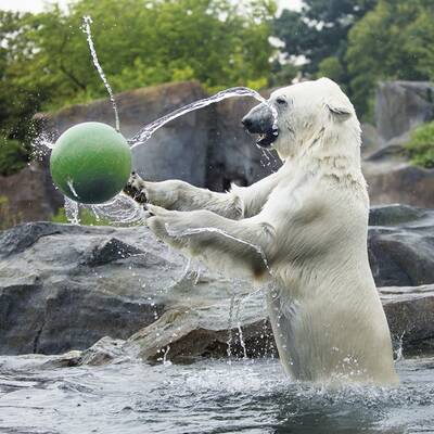 Spiel und Spaß im Tiergarten