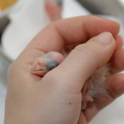 Tierschmuggelring zerschlagen