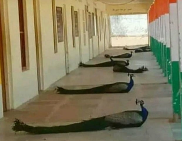 'Social Distancing': oe24 sucht die lustigsten Tierfotos