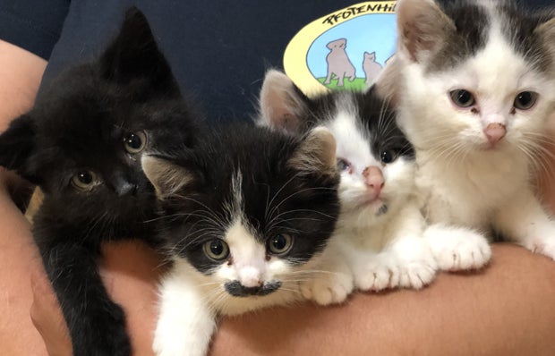 Fünf Katzenbabys am Waldrand ausgesetzt