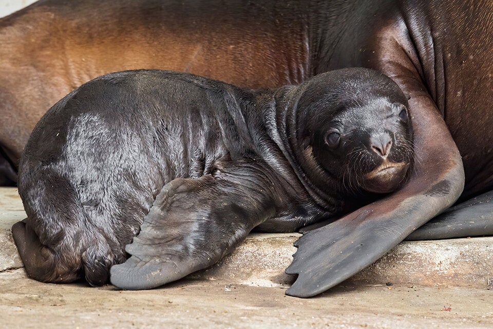 Tiergarten Schönbrunn freut sich über Robben-Nachwuchs