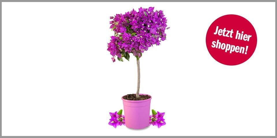 Bougainvillea „Grande“ – 42,14 statt 52,70 Euro bei Amazon*