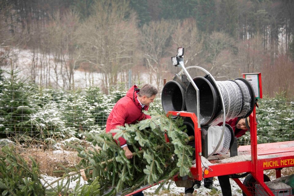 Ho-Ho-Hohe Preise: NÖ-Christbäume werden teurer