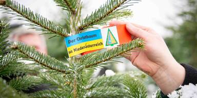 Ho-Ho-Hohe Preise: N&Ouml;-Christb&auml;ume werden teurer