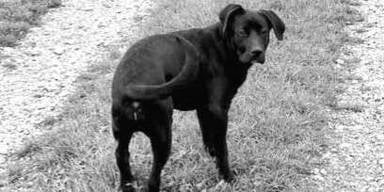 Vergiftet! Rettungshund Leo ist tot