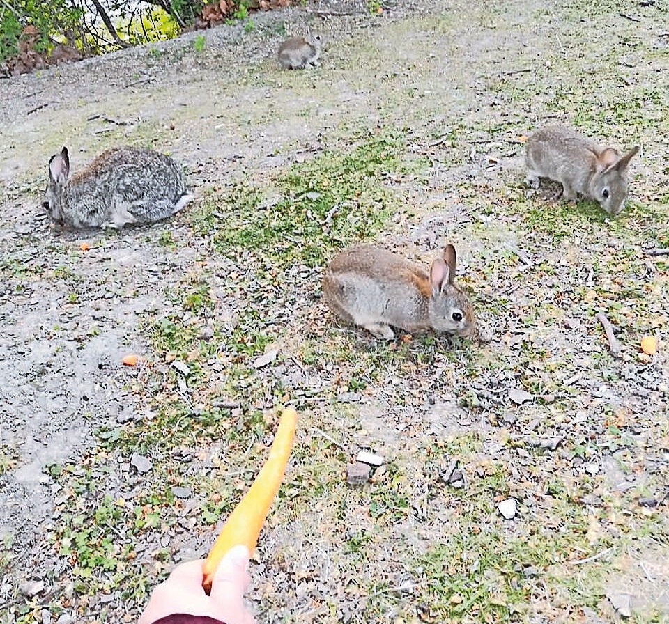 Entsetzen über Massensterben der süßen Kaninchen am Handelskai