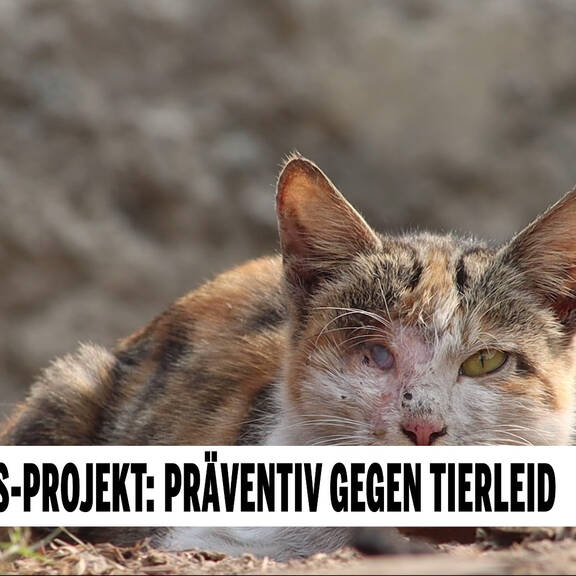 Kastrations-Projekt: Präventiv gegen Tierleid