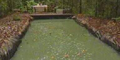 Dschungel-Prüfung: Nur ein Stern für Nico