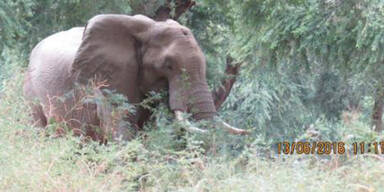 Tapferer Elefant überlebt Kopfschuss