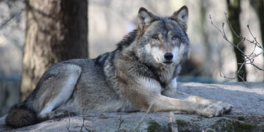 1995 wieder W&ouml;lfe angesiedelt.