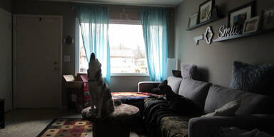 Hunde allein zu Haus