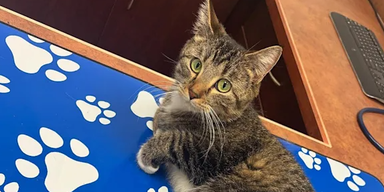 Internet-Sensation: Diese Streunerkatze hat sechs Beine