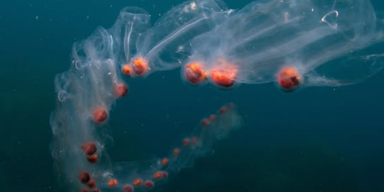 Ekelhaft! Schleim-Alarm in kroatischem Urlaubsparadies