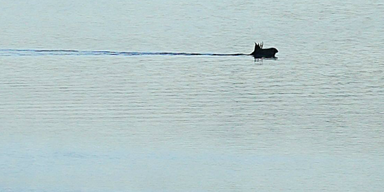 "Bayern-Star" Emil schwimmt lässig durch Stausee