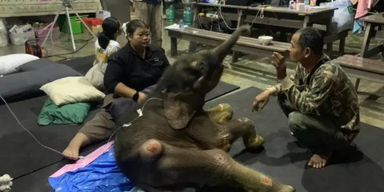 Elefantenbaby kämpft gegen tödliches Herpes-Virus