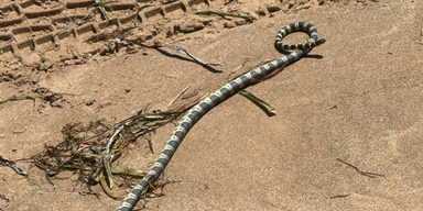 Giftschlangen-Invasion: Alarm im Urlaubsparadies