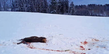 W&ouml;lfe treiben in Gm&uuml;nd ihr Unwesen