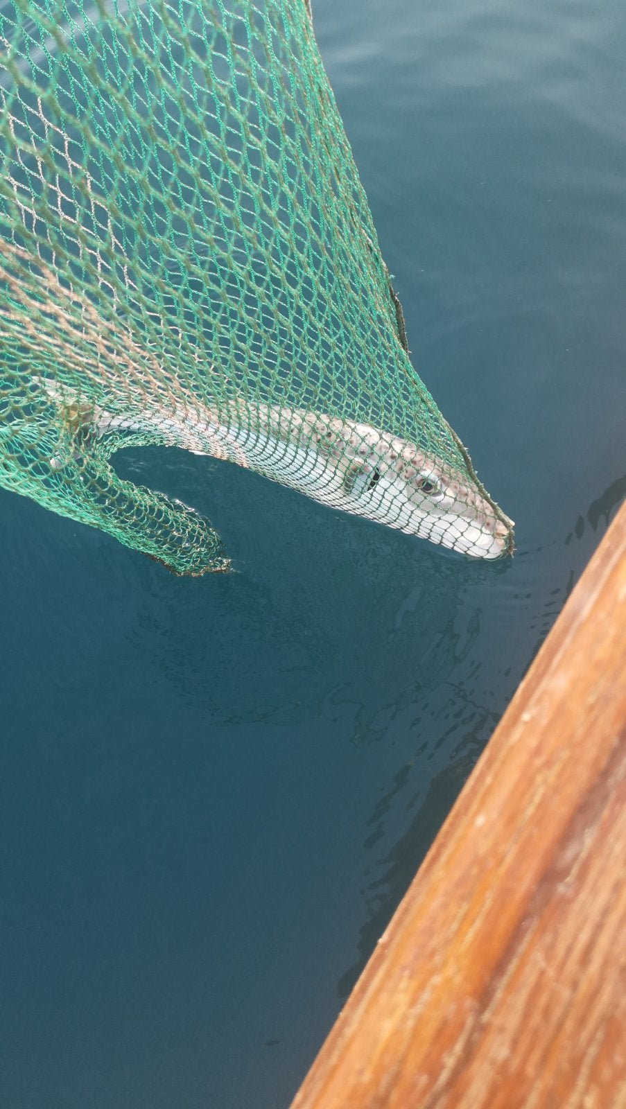 Giftigster Fisch der Welt in der Adria: Lebensgefahr für Urlauber?