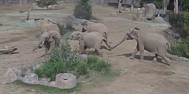 Elefanten bilden während Erdbeben einen "Alarmkreis"