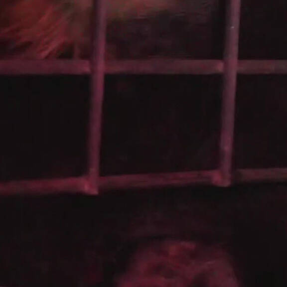 Pelz: EU verhandelt über 