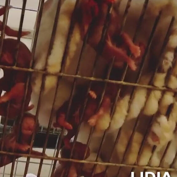 Polen verbietet Pelztierzucht: Ausgenommen Kaninchen