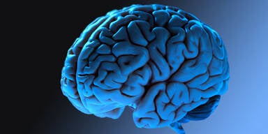 Gehirn