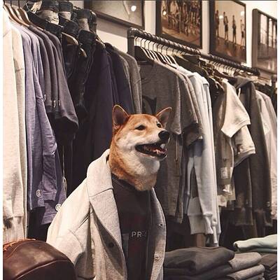 Menswear Dog