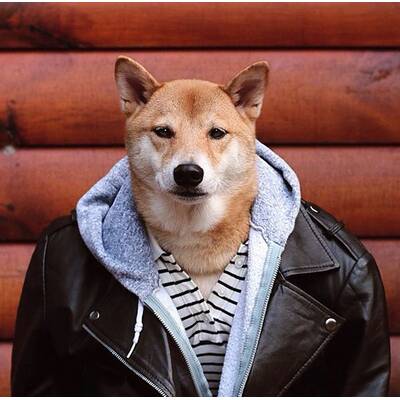 Menswear Dog