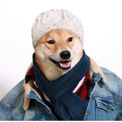Menswear Dog