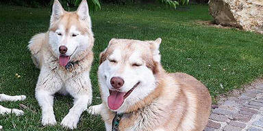 Renn-Huskys Jackson Nanook