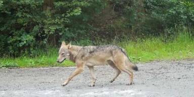 WO sind die Ur-Wölfe von Allentsteig?