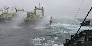 Walfangschiff kollidiert mit Tierschützern