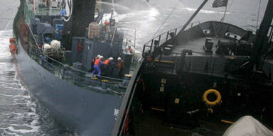 Walfangschiff kollidiert mit Tierschützern