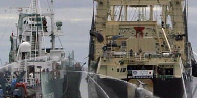 Walfangschiff kollidiert mit Tierschützern