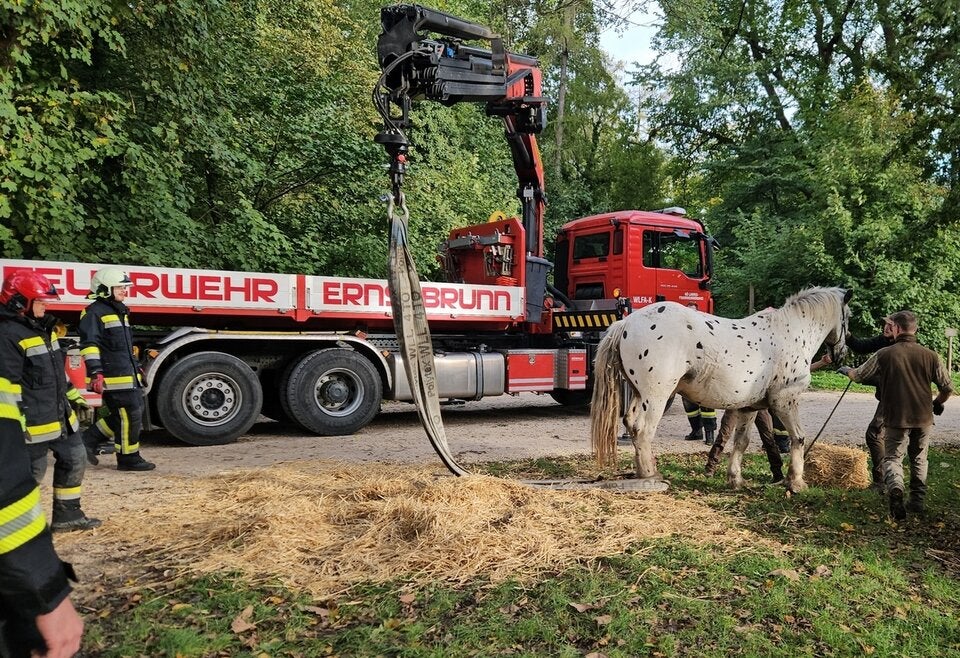 Pferd gerettet