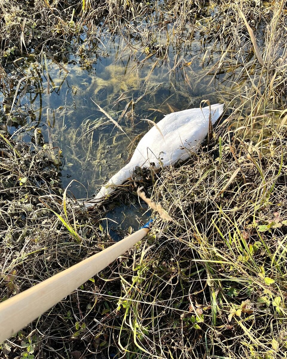 Geflügel-Pest: 13 tote Schwäne in NÖ entdeckt