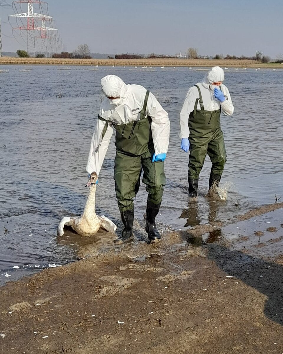 Geflügel-Pest: 13 tote Schwäne in NÖ entdeckt