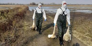 Gefl&uuml;gel-Pest: 13 tote Schw&auml;ne in N&Ouml; entdeckt