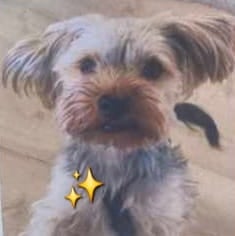 Toter Yorkshire Nanos NÖ